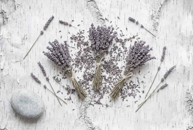 Dried lavender sprigs in muted grey-violet tones scattered on silver birch bark — hero image for Soft Lavender colour #C9C5D3 as an official Soft Summer palette swatch.