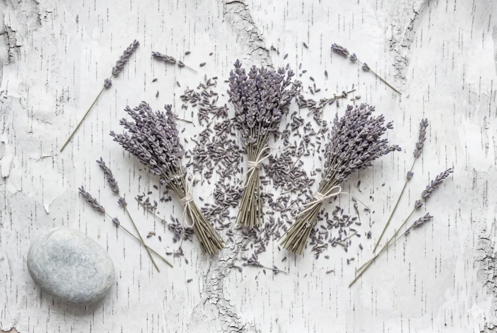 Dried lavender sprigs in muted grey-violet tones scattered on silver birch bark — hero image for Soft Lavender colour #C9C5D3 as an official Soft Summer palette swatch.