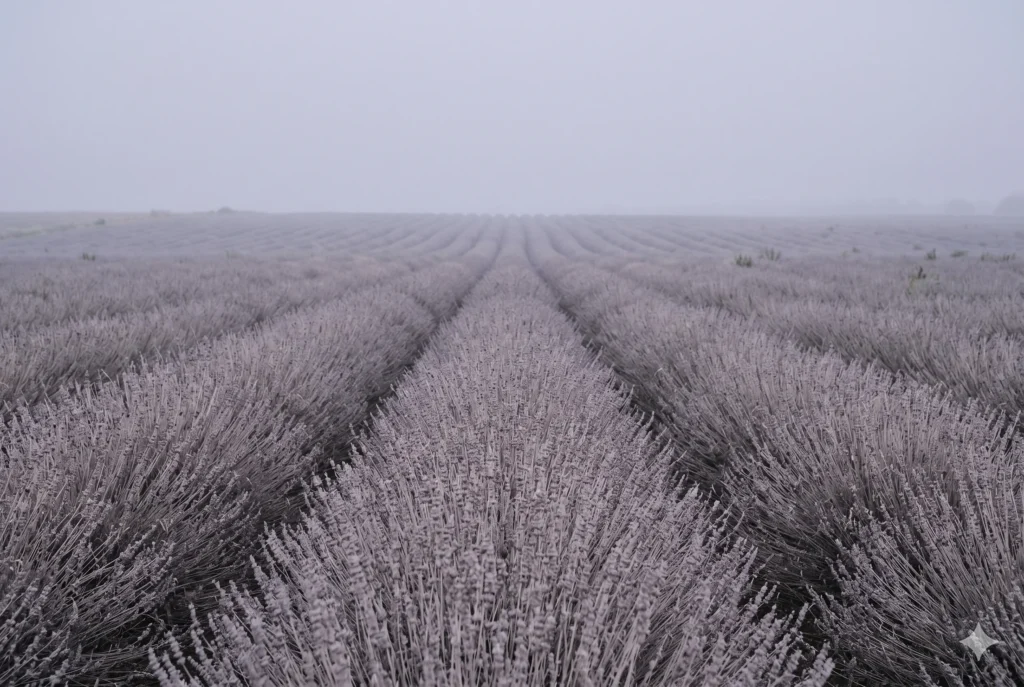 Rows of faded lavender plants under August morning haze in pale grey-violet tones — atmospheric reference image for Soft Summer's Soft Lavender colour #C9C5D3 as it exists in the natural world.