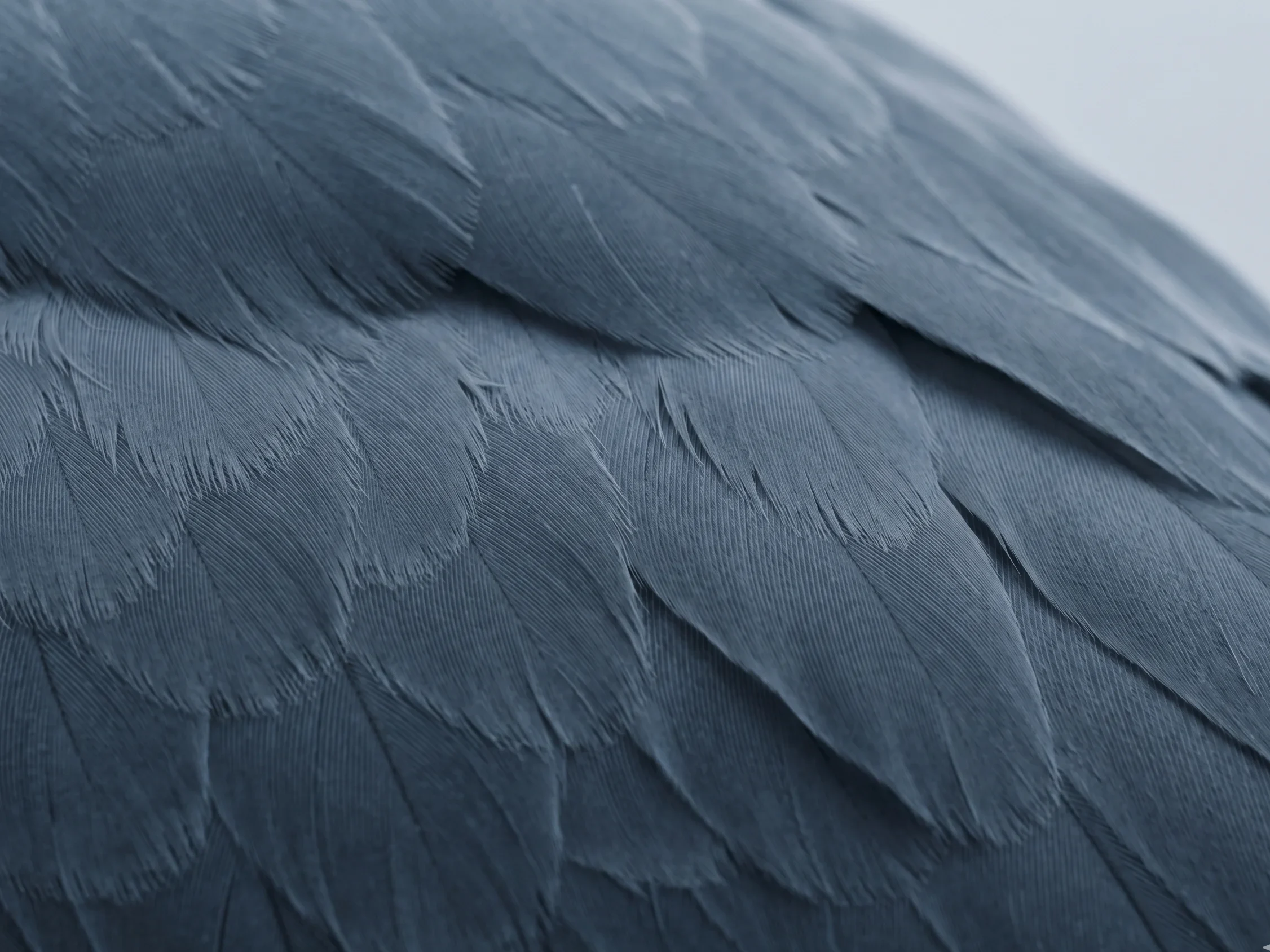 Macro detail of herring gull wing plumage in deep cool grey-blue tones, illustrating the natural occurrence of Soft Summer's Steel Mist colour #A8B4BE.